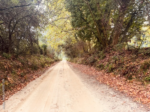 Dirt road in the autumn forest.