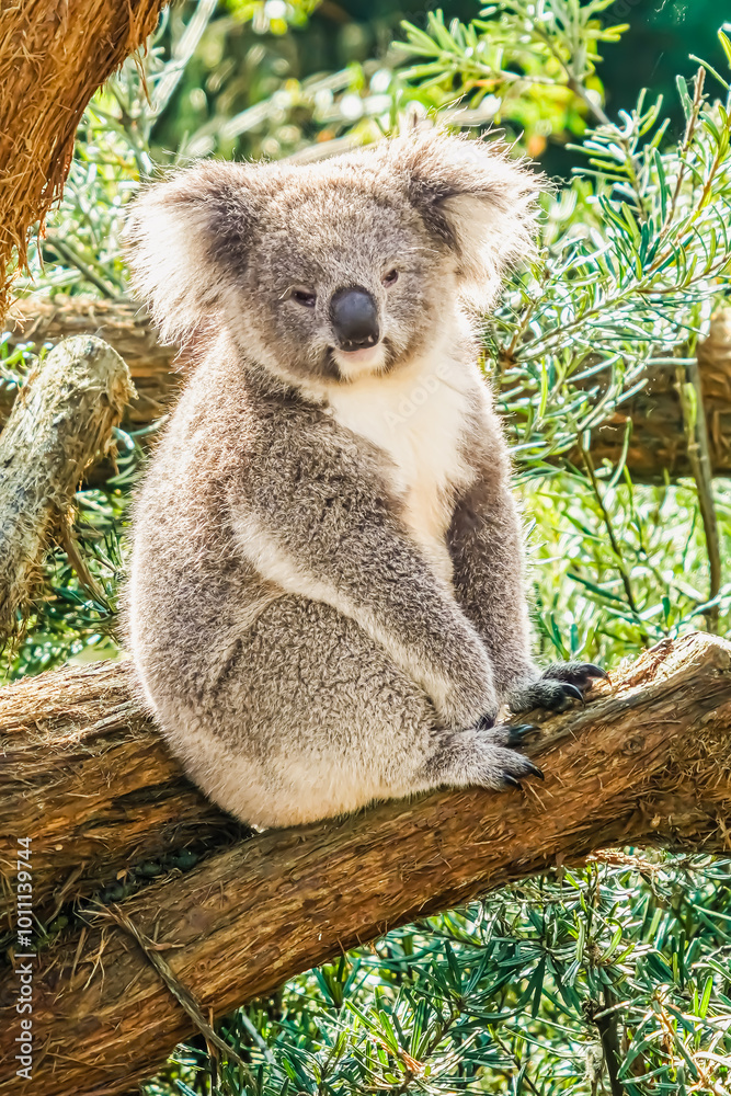 Obraz premium Koala sitting on a branch 