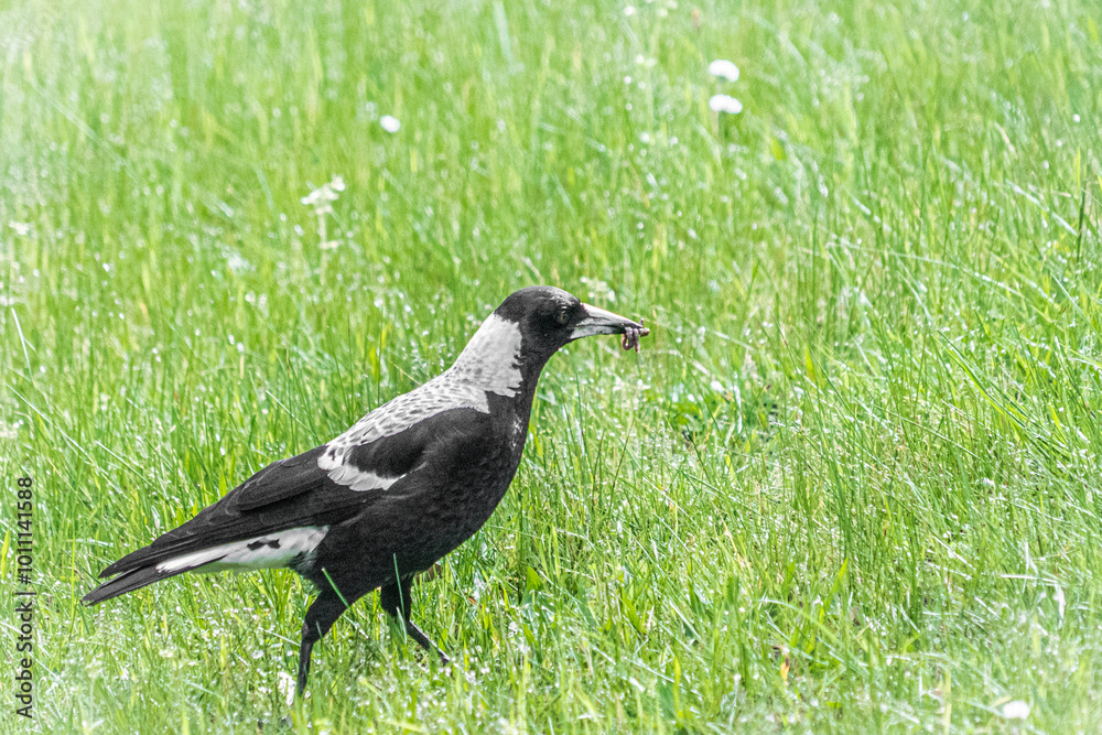Magpie with a worm in its mouth Magpie with a worm in its mouth