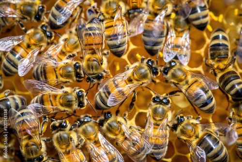 Bees Flower. Close-up of Bees Collecting Nectar on Daisy with Colorful Background