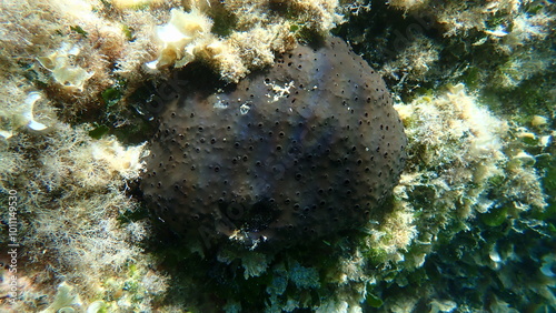Black leather sponge (Sarcotragus spinosulus)  undersea, Aegean Sea, Alonissos island, Chrisi Milia beach photo