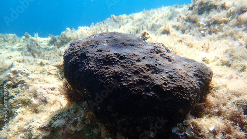 Black leather sponge (Sarcotragus spinosulus)  undersea, Aegean Sea, Alonissos island, Chrisi Milia beach photo