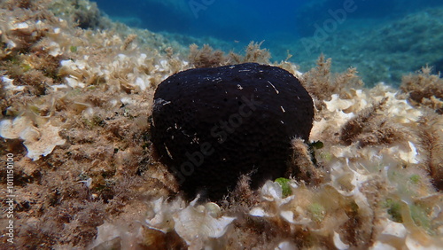 Black leather sponge (Sarcotragus spinosulus)  undersea, Aegean Sea, Alonissos island, Chrisi Milia beach photo