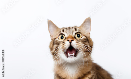 The  cat reacting with surprise, wide eyes and open mouth