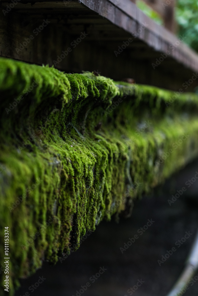 The concrete bridge over the river was covered with thick, green moss. Moss The concrete bridge over the river was covered with thick, green moss. Moss