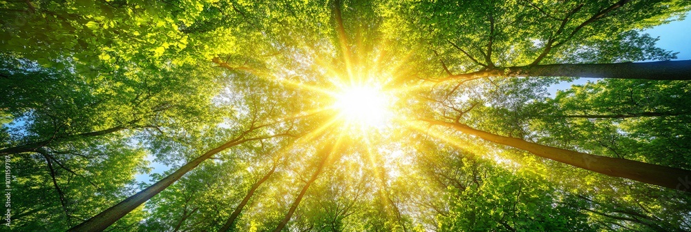 Sunlight shines through the canopy of a dense green forest. Sunlight shines through the canopy of a dense green forest.