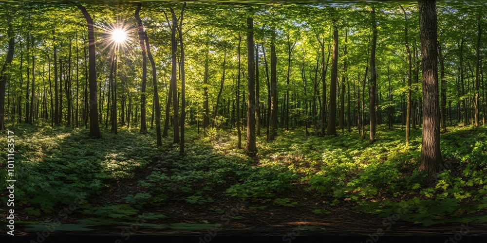 Sunlight streaming through the canopy of a dense forest with lush green foliage on the forest floor. Sunlight streaming through the canopy of a dense forest with lush green foliage on the forest floor.