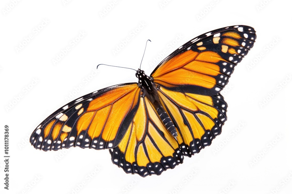 Fototapeta premium Butterfly Flying. Majestic Monarch Butterfly in Flight Against White Summer Sky