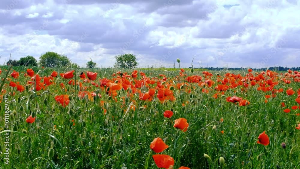 field of red poppies in spring time field of red poppies in spring time