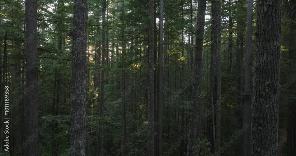 Drone shot flying over a tranquil forest trail with sun rays flickering through tall redwood trees Drone shot flying over a tranquil forest trail with sun rays flickering through tall redwood trees