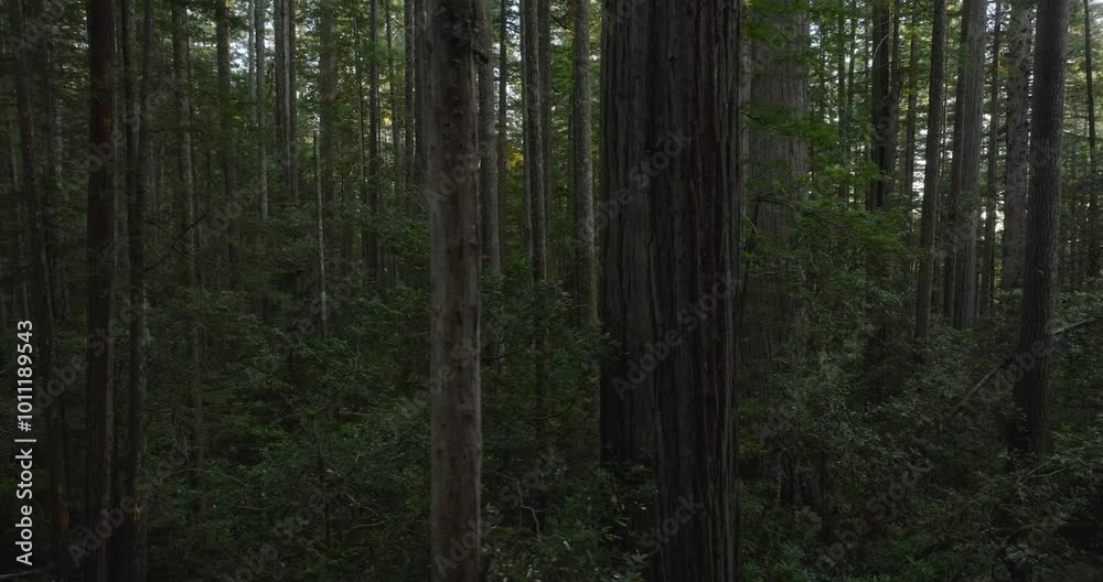 Scenic aerial flight along a hiking path in a redwood forest, sun rays flickering through the branches