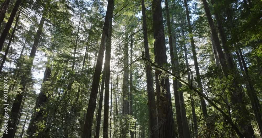 Aerial shot flying low through the forest, sunlight creating a dappled effect through the redwoods Aerial shot flying low through the forest, sunlight creating a dappled effect through the redwoods