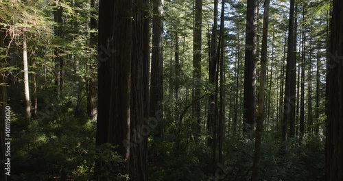 Wallpaper Mural Drone flight through tall redwoods, soft sunlight illuminating the path ahead Torontodigital.ca