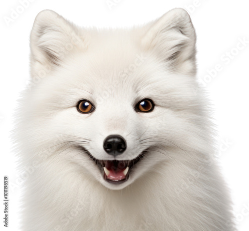 PNG  Arctic fox portrait mammal animal. photo