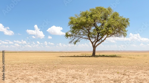 Vibrant Tree Casting Shade on Dry Land