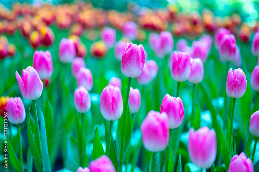 Obraz premium Colorful Tulips flowers blooming in Spring.Close-up of sweet pink and other color tulip flowers blooming in the garden with soft morning sunlight on a blurred background.