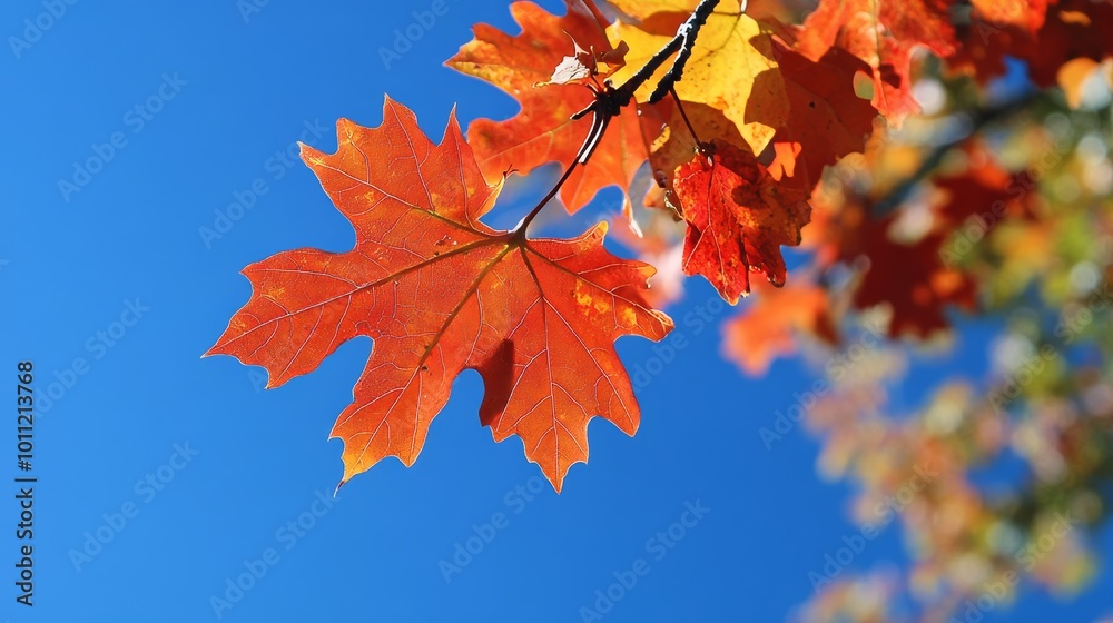 Obraz premium Fall leaves against blue sky.