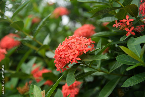 Ixora coccinea pink (also known as forest geranium, flame of the woods or flame of the forest or pendkuli) is a species of flowering plant in the family Rubiaceae. photo