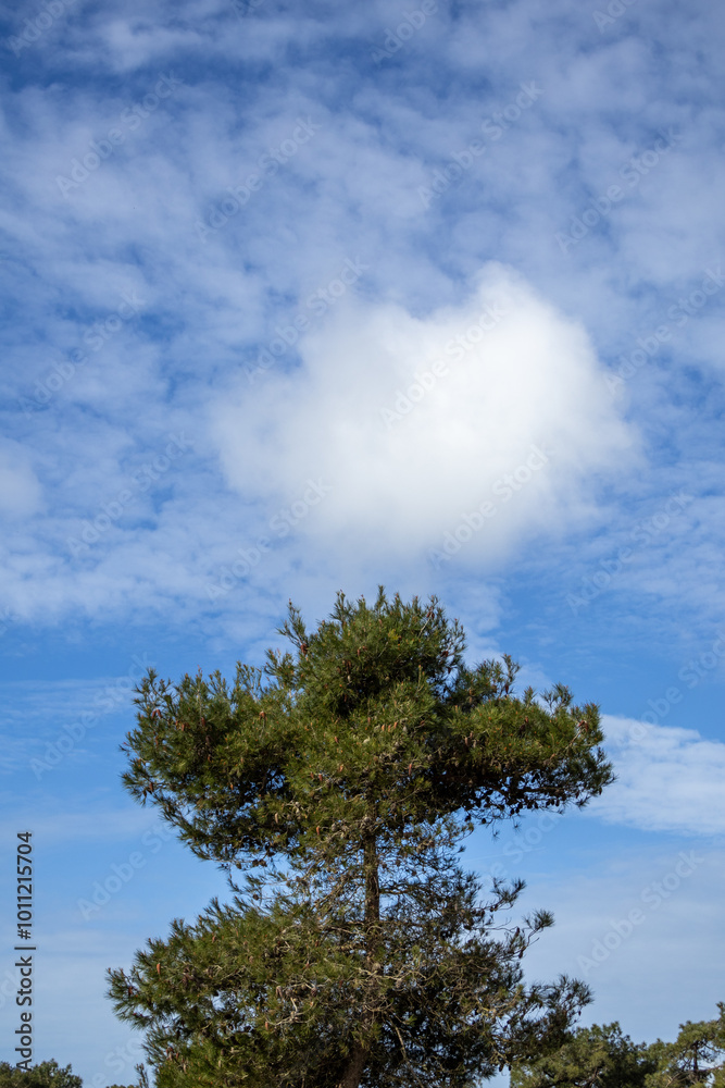 Obraz premium pine tree branches against sky