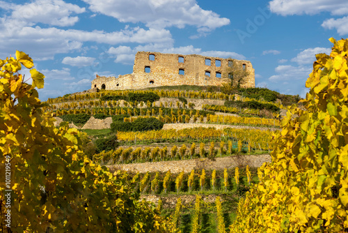 Vineyard with the old castle ruins in Staufen im Breisgau in the Black Forest