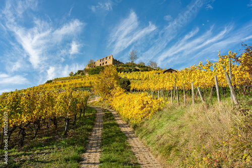 Vineyard with the old castle ruins in Staufen im Breisgau in the Black Forest photo