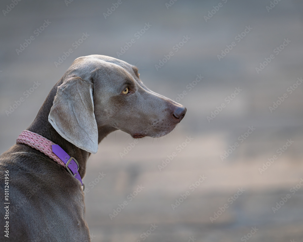 Short haired Weimaraner portrait. Portraits of a Weimaraner dog on a street background, Venice. Short haired Weimaraner portrait. Portraits of a Weimaraner dog on a street background, Venice.