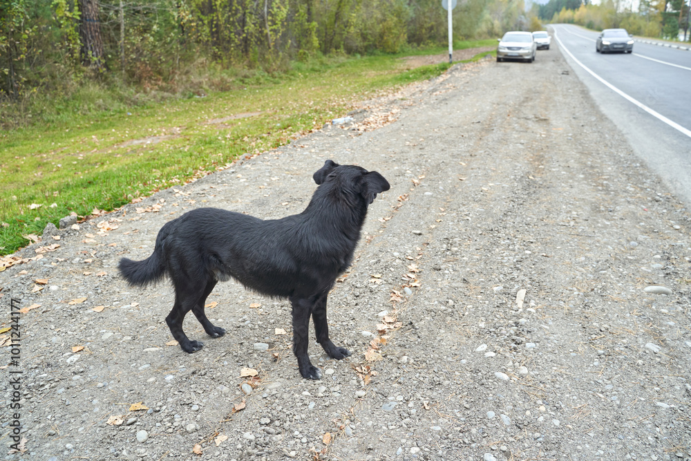 Black dog standing on gravel by rural roadside with passing cars under clear sky. Black dog standing on gravel by rural roadside with passing cars under clear sky.