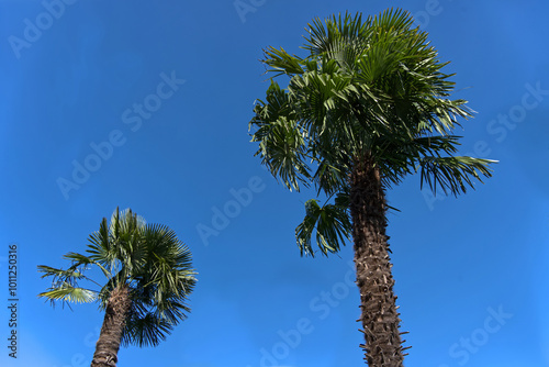 Two Japanese dwarf palms in Ticino, Switzerland. photo