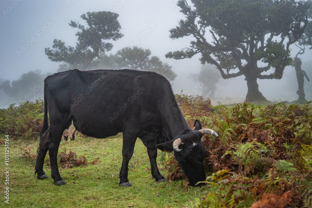 Misty Pastures: Madeira's Calm Cattle Scene Misty Pastures: Madeira's Calm Cattle Scene