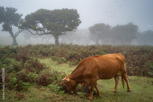 Obraz na płótnie Quiet Madeira Landscape with Cows and Mist w salonie