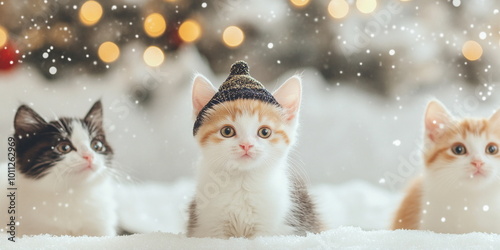 A cute fluffy red white grey calico  kitten in a christmas hat sitting on the ground against an Christmas tree with silver decor photo