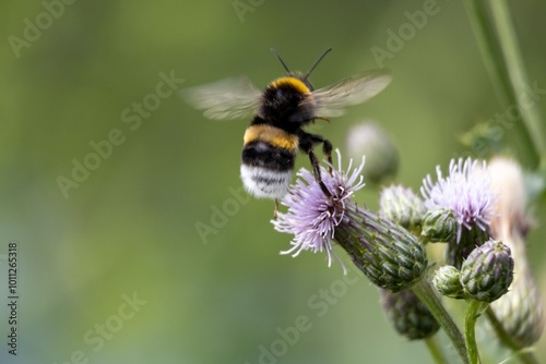 bee on a flower