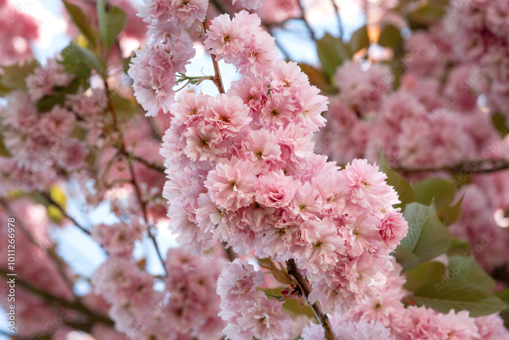 Cherry blossoms bloom in spring, filling the sky with delicate pink flowers in a serene garden setting Cherry blossoms bloom in spring, filling the sky with delicate pink flowers in a serene garden setting