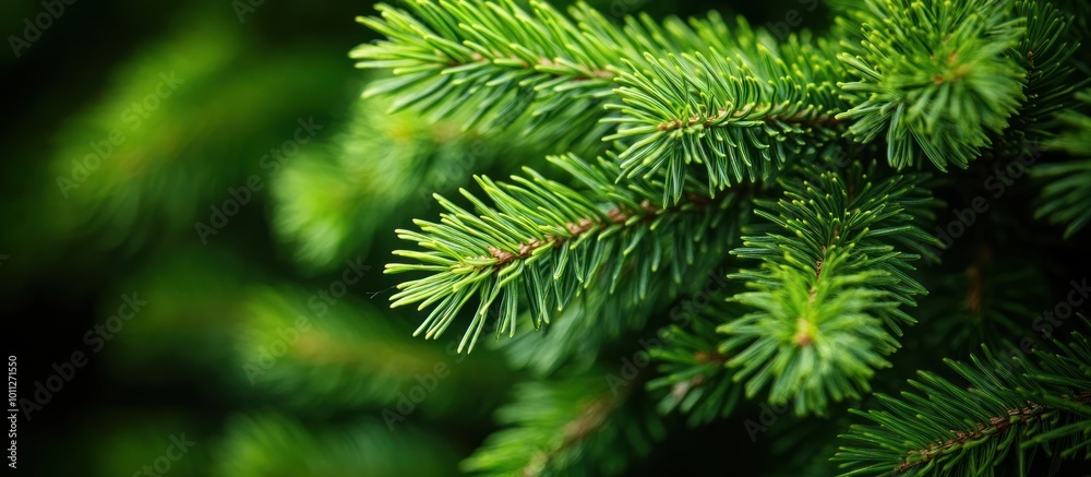 Close-up of lush green pine tree branches with soft focus in the background. Close-up of lush green pine tree branches with soft focus in the background.