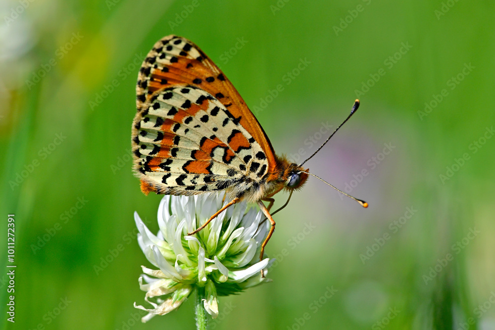 Obraz premium Roter Scheckenfalter - Männchen // Spotted fritillary, red-band fritillary - male (Melitaea didyma meridionalis) - Durmitor Nationalpark, Montenegro