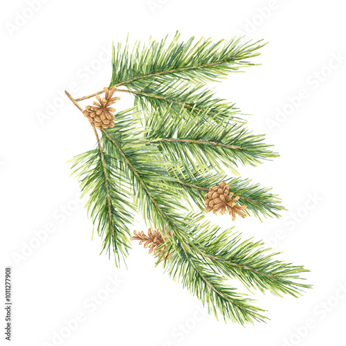 A green spruce branch with pinecones. Isolated fir, pine, cedar watercolor clipart, great for holiday cards, winter-themed packaging, natural skincare product labels, or festive decor