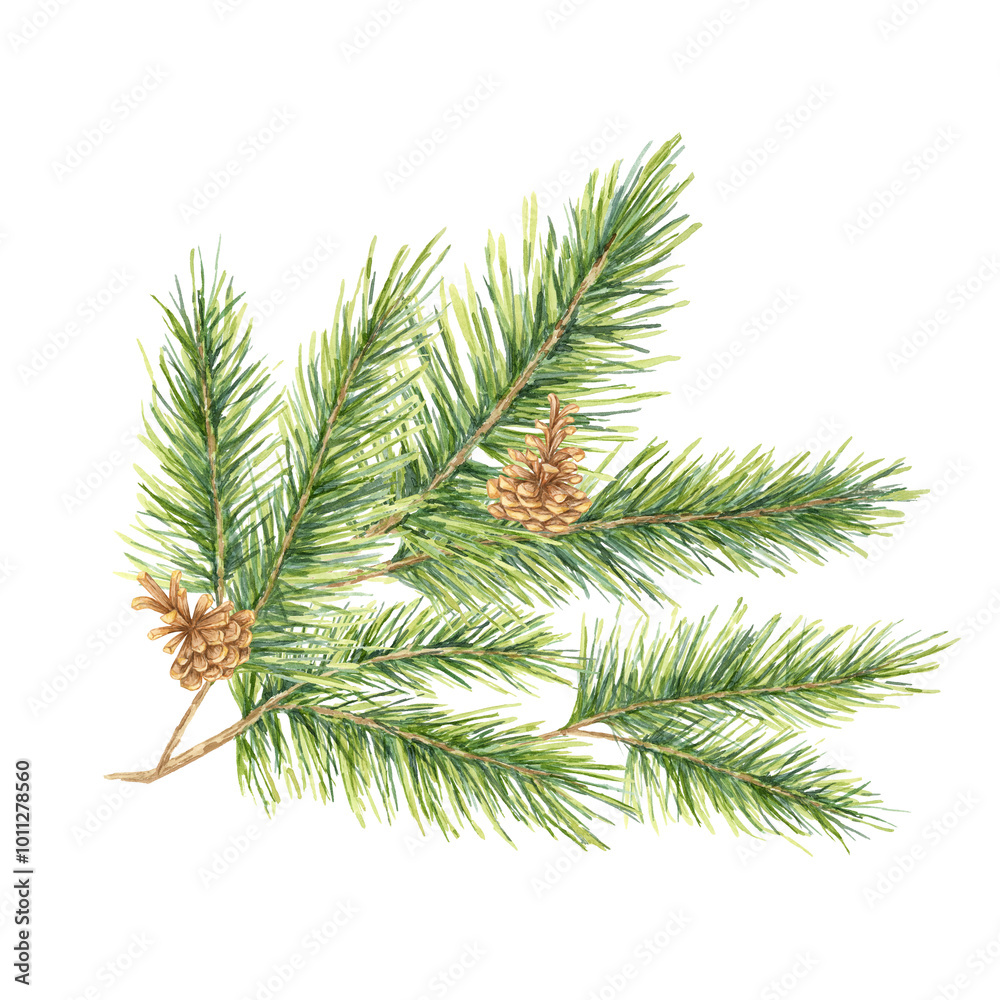 A green spruce branch with needles and small brown pinecones. Fir, cedar, pine watercolor twig. Isolated clipart for festive gift wrapping, eco-conscious packaging, and winter wedding invitations A green spruce branch with needles and small brown pinecones. Fir, cedar, pine watercolor twig. Isolated clipart for festive gift wrapping, eco-conscious packaging, and winter wedding invitations