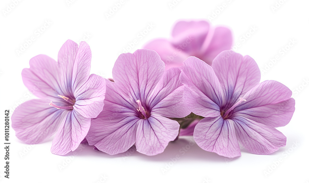 Obraz premium a group of pink flowers