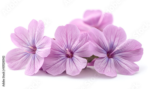 a group of pink flowers

