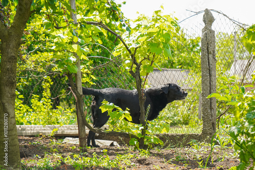 Big black dog labrador retriever in nature. Dog walking in the yard. Labrador Retriever playing outside and looking for something.