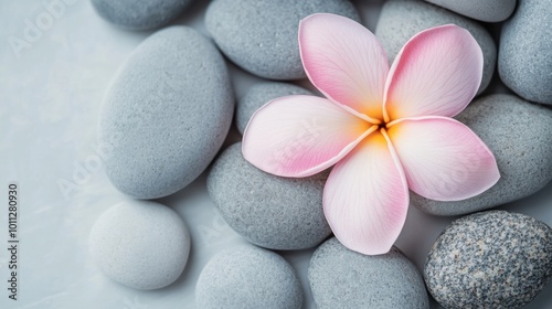 Pink plumeria flower on grey spa stones. Spa and wellness concept.