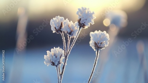 Frost-covered flowers stand in a snowy field, illuminated by the warm golden light of a winter sunrise.