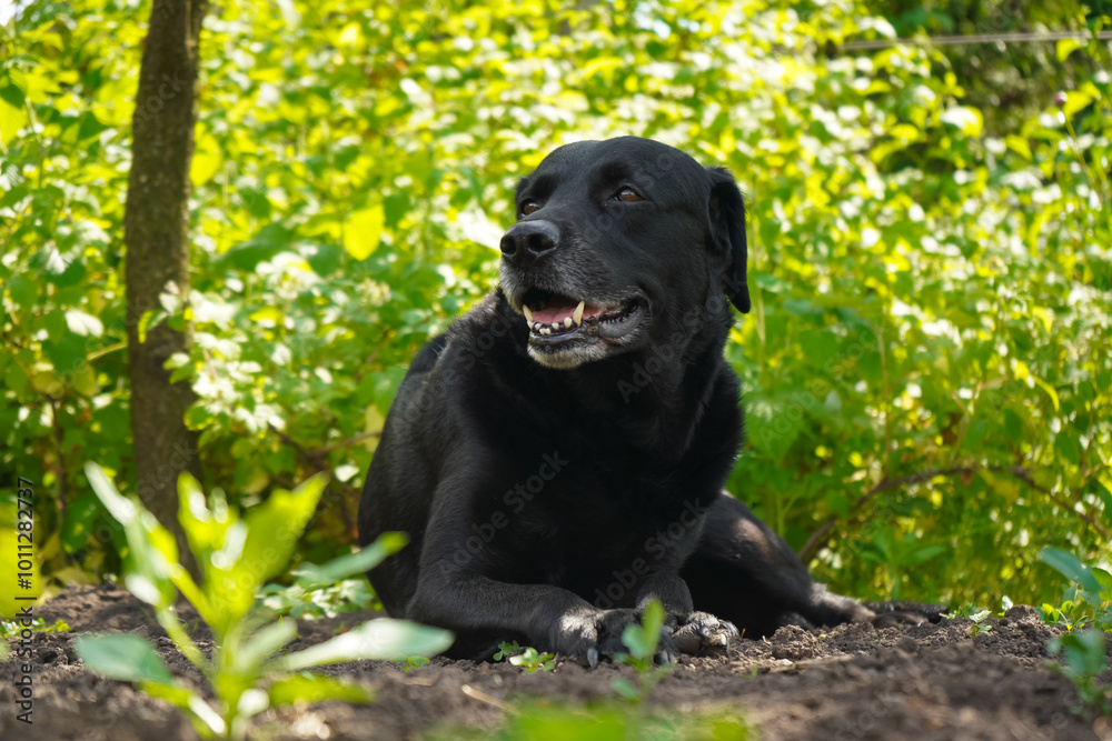 Portrait of Labrador Retriever looking at camera. Big black dog labrador retriever in nature. Dog on the grass. Portrait of Labrador Retriever looking at camera. Big black dog labrador retriever in nature. Dog on the grass.