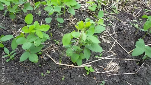 plants in a garden