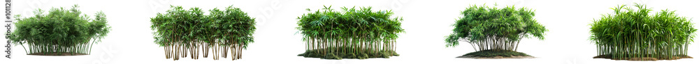 Dense green bamboo clusters thriving in a sunny outdoor environment. Set png isolated on transparent background Dense green bamboo clusters thriving in a sunny outdoor environment. Set png isolated on transparent background
