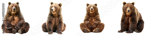 Four brown bears sitting together in natural poses. Set png isolated on transparent background