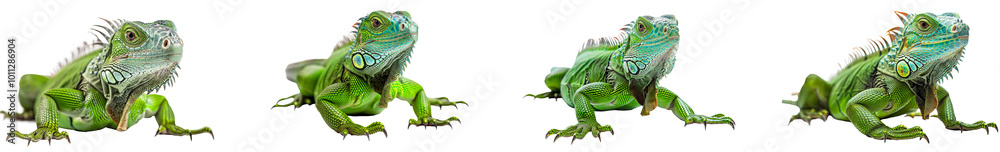 Fototapeta premium Four green iguanas crawling on a surface in natural posture. Set png isolated on transparent background