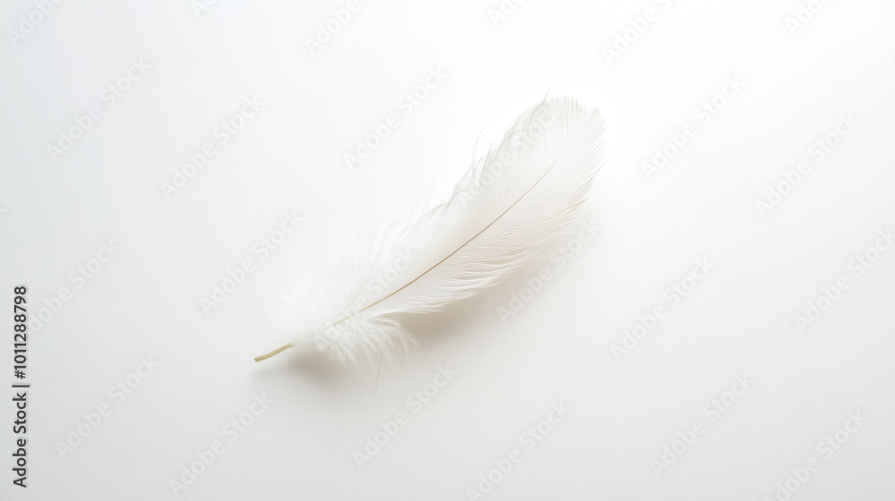 Obraz premium Single white feather lying on a white background