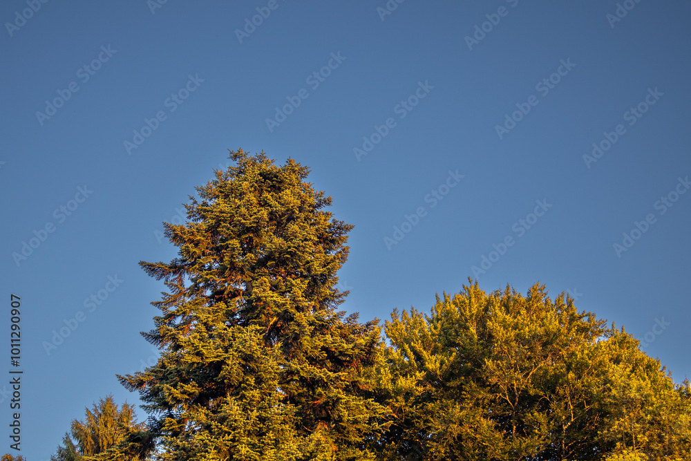 autumn trees against sky