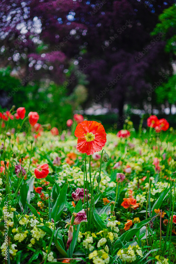 Beautiful Iceland Poppy With Red Petals Growing from a Green Garden Bed Outside Beautiful Iceland Poppy With Red Petals Growing from a Green Garden Bed Outside
